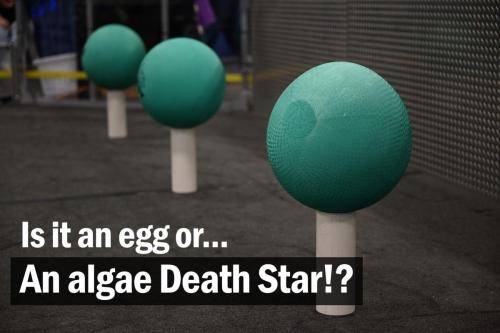Algae Death Star