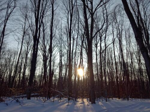 Winter woods on our island home.  We don't get to see much of that bright object during build season.